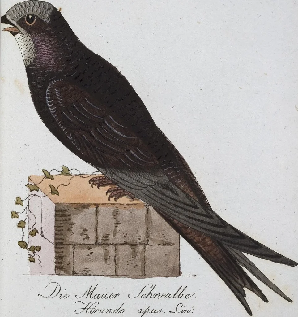 An illustration from (Band 8): Achtes Hundert, 1807, leaf 176