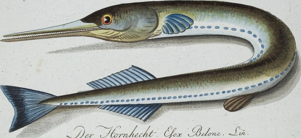 An illustration from (Band 8): Achtes Hundert, 1807, leaf 178