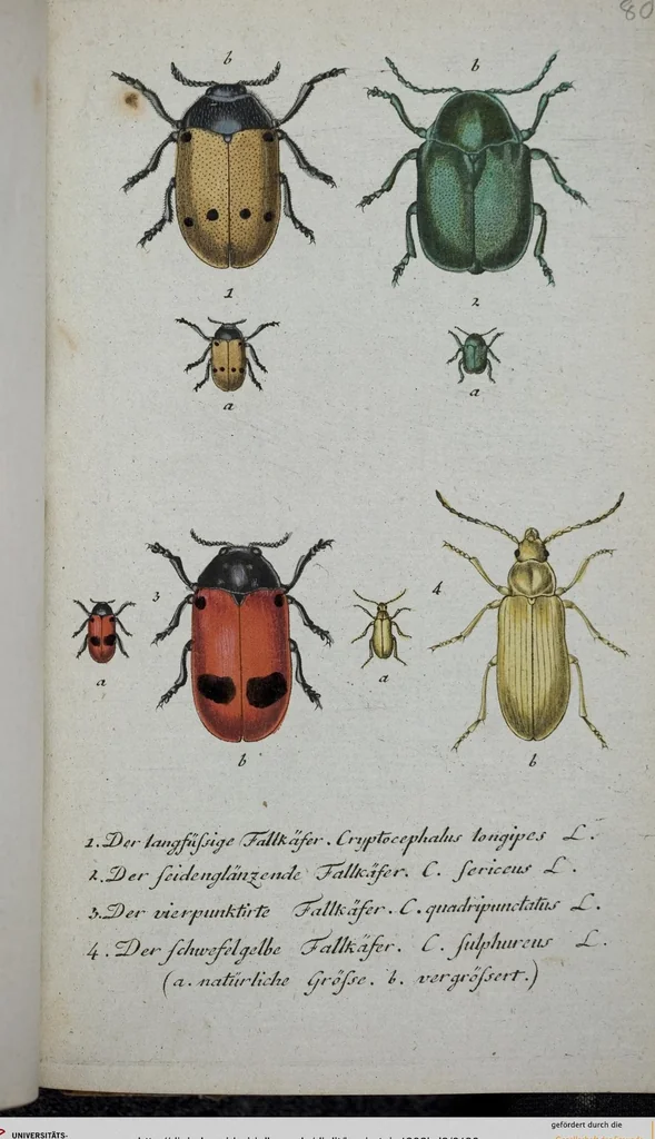 An illustration from (Band 8): Achtes Hundert, 1807, leaf 180