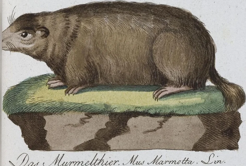 An illustration from (Band 8): Achtes Hundert, 1807, leaf 182