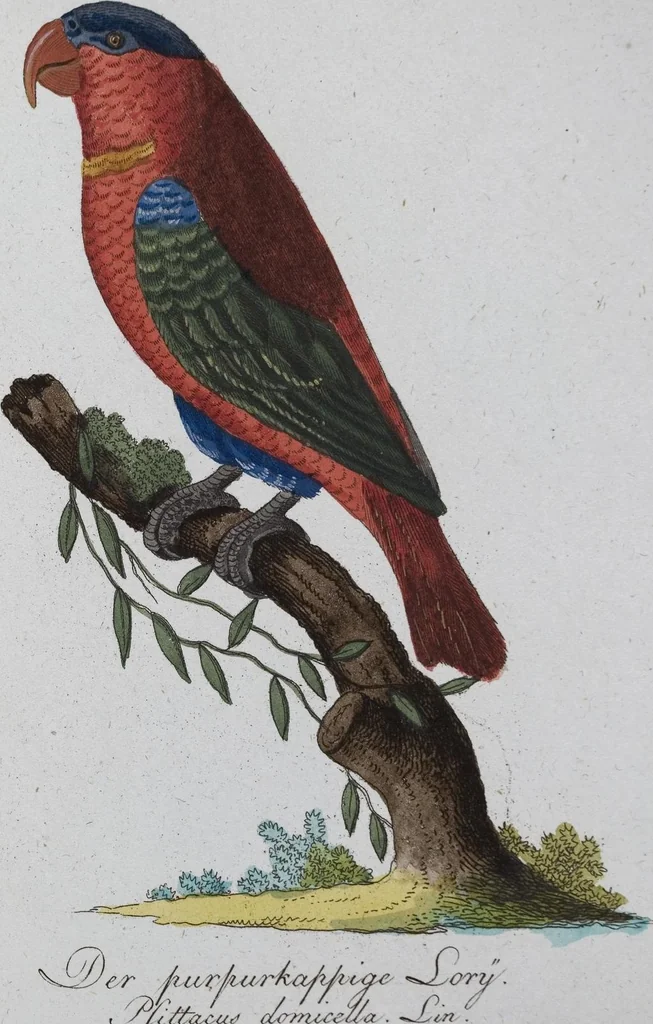 An illustration from (Band 8): Achtes Hundert, 1807, leaf 185