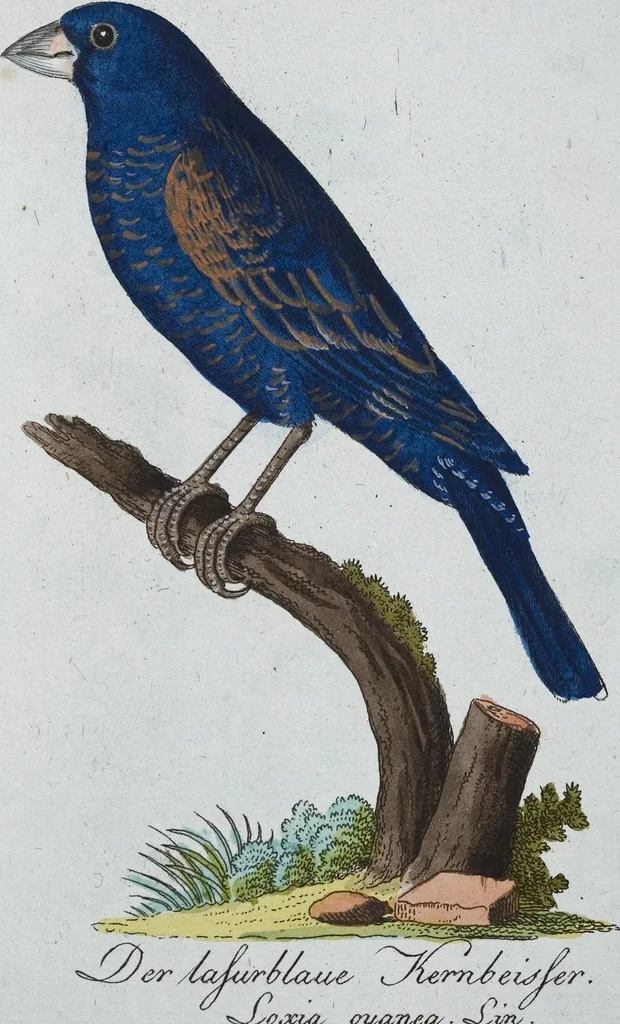 An illustration from (Band 8): Achtes Hundert, 1807, leaf 186