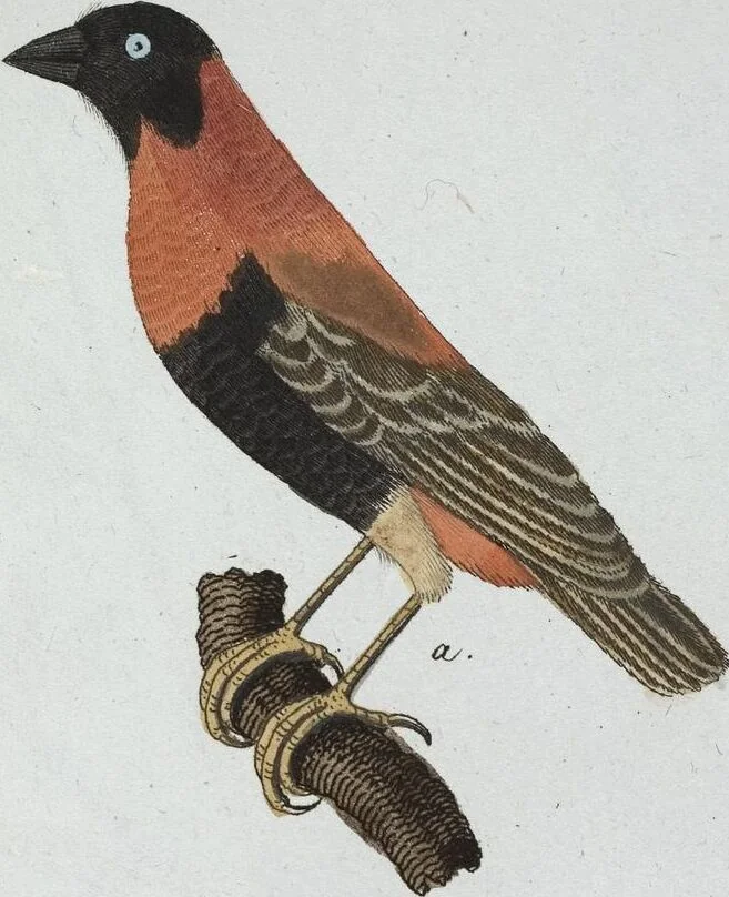 An illustration from (Band 8): Achtes Hundert, 1807, leaf 187