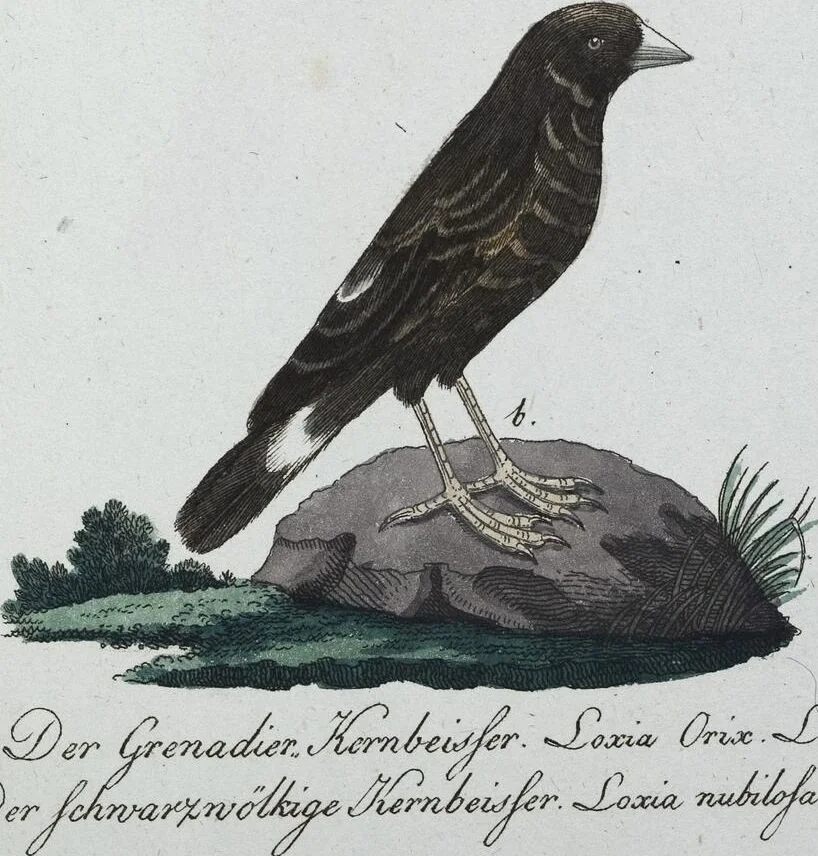An illustration from (Band 8): Achtes Hundert, 1807, leaf 187