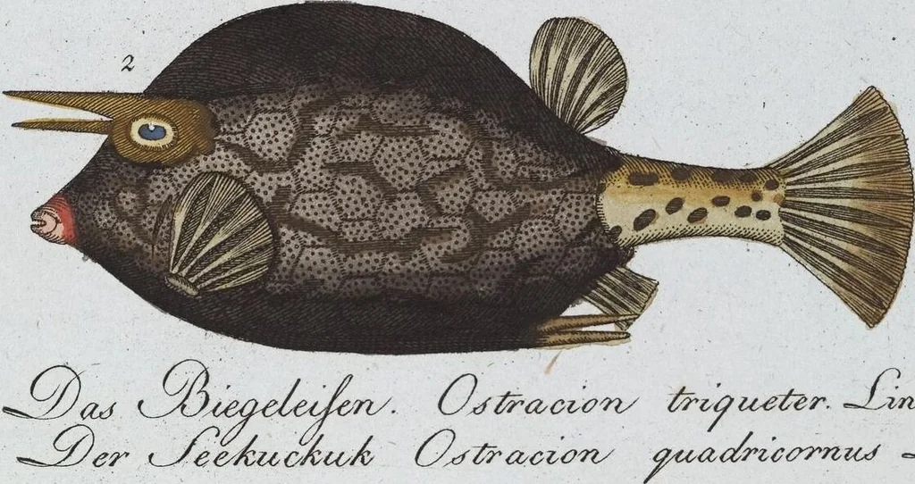 An illustration from (Band 8): Achtes Hundert, 1807, leaf 189