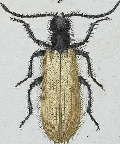 An illustration from (Band 8): Achtes Hundert, 1807, leaf 190
