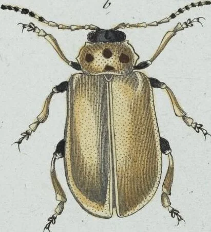 An illustration from (Band 8): Achtes Hundert, 1807, leaf 190