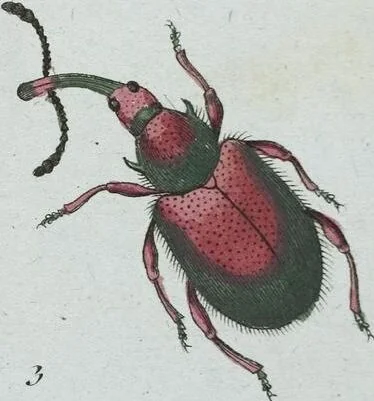 An illustration from (Band 8): Achtes Hundert, 1807, leaf 191