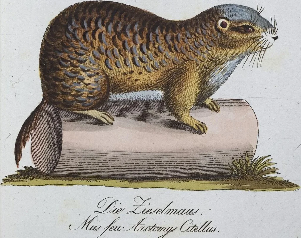 An illustration from (Band 8): Achtes Hundert, 1807, leaf 193