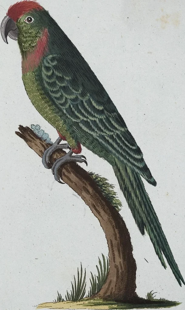 An illustration from (Band 8): Achtes Hundert, 1807, leaf 196
