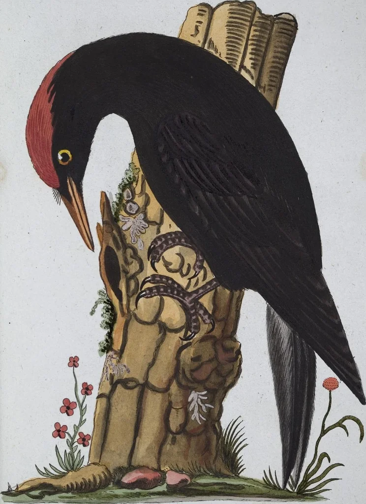 An illustration from (Band 8): Achtes Hundert, 1807, leaf 198