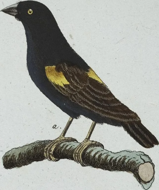 An illustration from (Band 8): Achtes Hundert, 1807, leaf 199