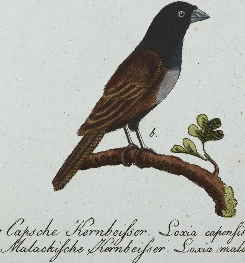 An illustration from (Band 8): Achtes Hundert, 1807, leaf 199