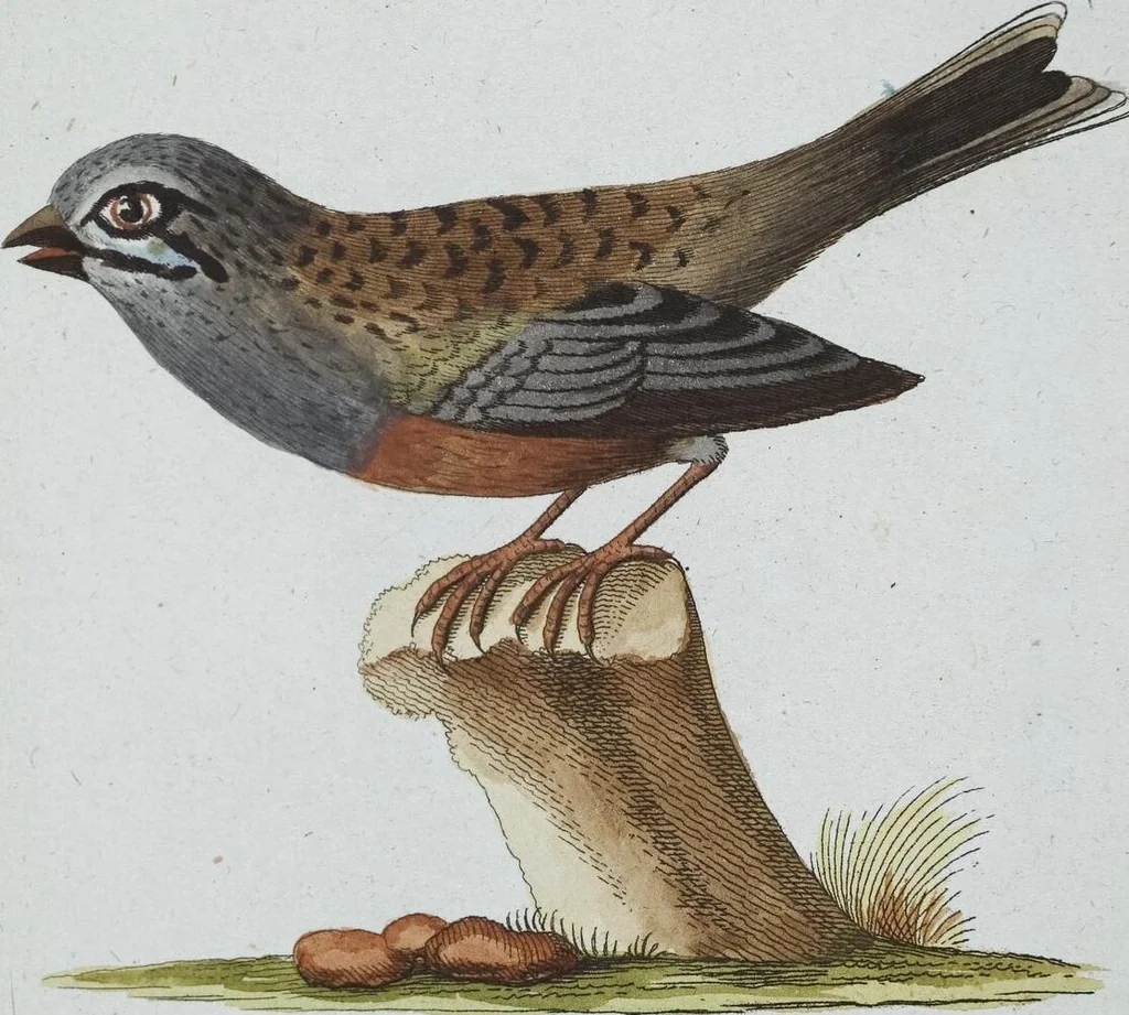An illustration from (Band 8): Achtes Hundert, 1807, leaf 200