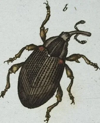 An illustration from (Band 8): Achtes Hundert, 1807, leaf 201