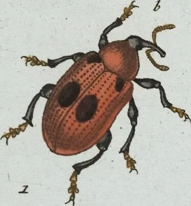 An illustration from (Band 8): Achtes Hundert, 1807, leaf 201