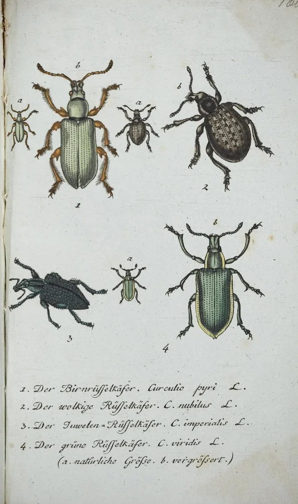 An illustration from (Band 8): Achtes Hundert, 1807, leaf 202