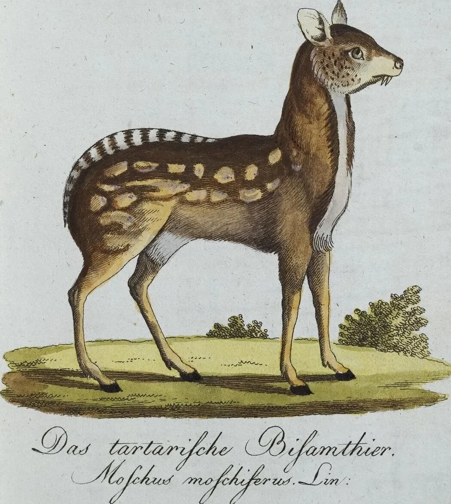An illustration from (Band 8): Achtes Hundert, 1807, leaf 94