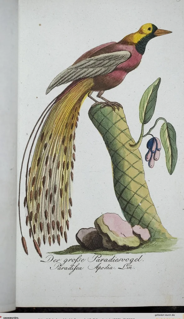 An illustration from (Band 8): Achtes Hundert, 1807, leaf 96