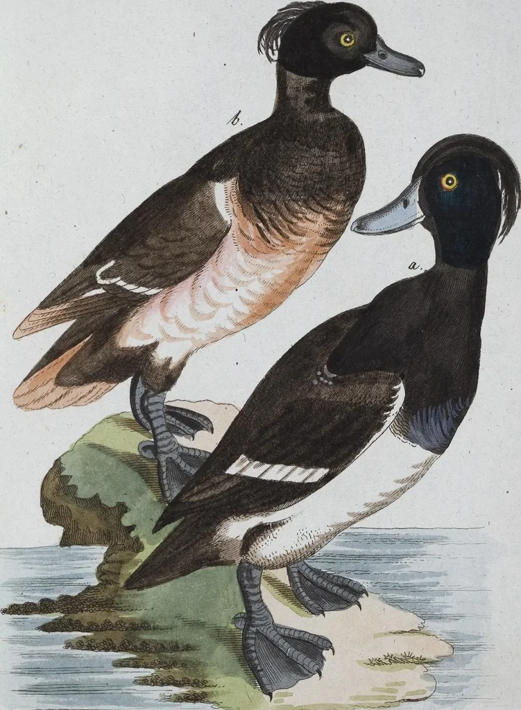 An illustration from (Band 8): Achtes Hundert, 1807, leaf 97