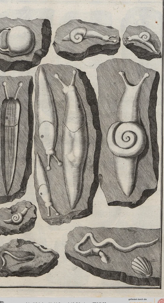 An illustration from Lithographiae Wirceburgensis, Ducentis Lapidum Figuratorum, A Potiori Insectiformium, Prodigiosis Imaginibus Exornatae Specimen Primum, 1726, leaf 122