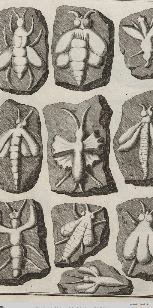 An illustration from Lithographiae Wirceburgensis, Ducentis Lapidum Figuratorum, A Potiori Insectiformium, Prodigiosis Imaginibus Exornatae Specimen Primum, 1726, leaf 130