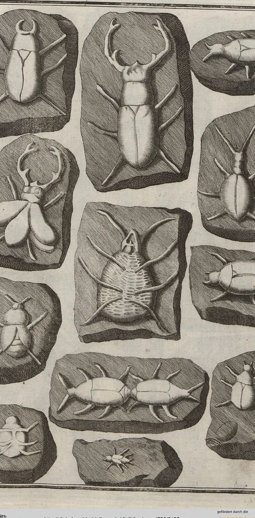 An illustration from Lithographiae Wirceburgensis, Ducentis Lapidum Figuratorum, A Potiori Insectiformium, Prodigiosis Imaginibus Exornatae Specimen Primum, 1726, leaf 132