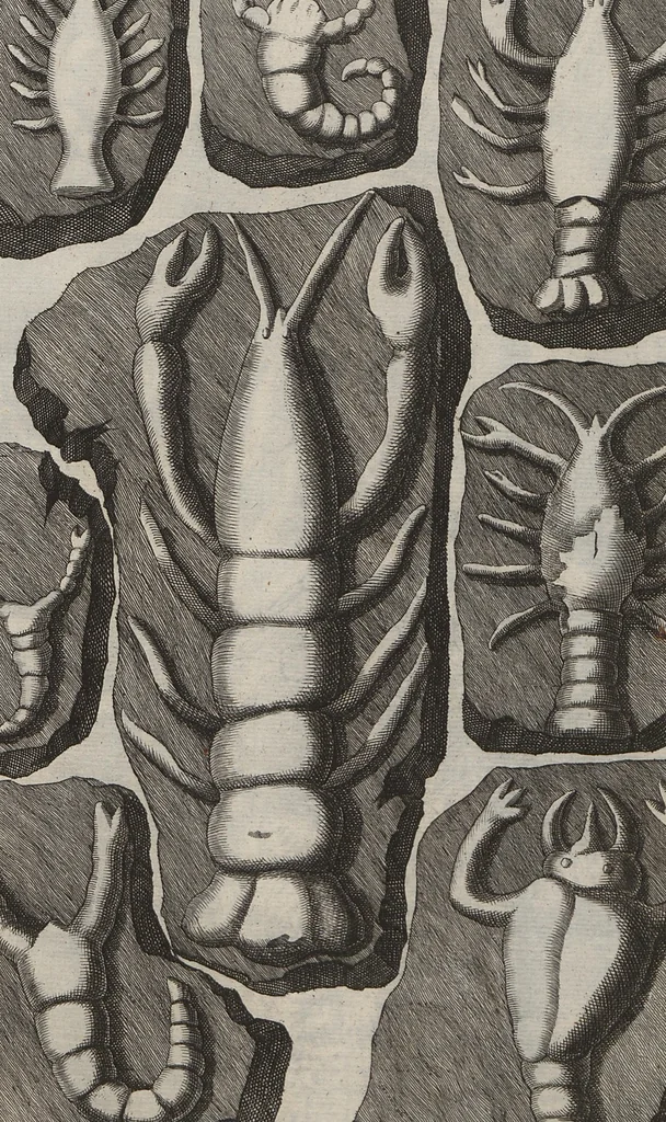 An illustration from Lithographiae Wirceburgensis, Ducentis Lapidum Figuratorum, A Potiori Insectiformium, Prodigiosis Imaginibus Exornatae Specimen Primum, 1726, leaf 133