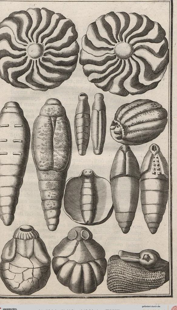 An illustration from Lithographiae Wirceburgensis, Ducentis Lapidum Figuratorum, A Potiori Insectiformium, Prodigiosis Imaginibus Exornatae Specimen Primum, 1726, leaf 60
