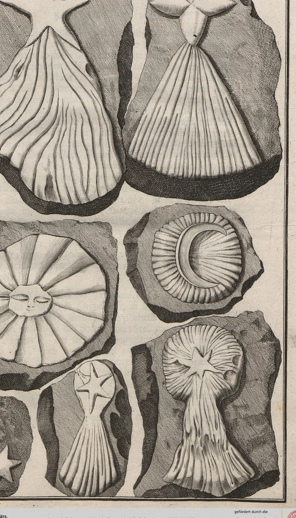 An illustration from Lithographiae Wirceburgensis, Ducentis Lapidum Figuratorum, A Potiori Insectiformium, Prodigiosis Imaginibus Exornatae Specimen Primum, 1726, leaf 67