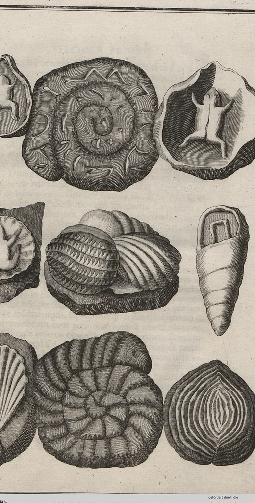 An illustration from Lithographiae Wirceburgensis, Ducentis Lapidum Figuratorum, A Potiori Insectiformium, Prodigiosis Imaginibus Exornatae Specimen Primum, 1726, leaf 79