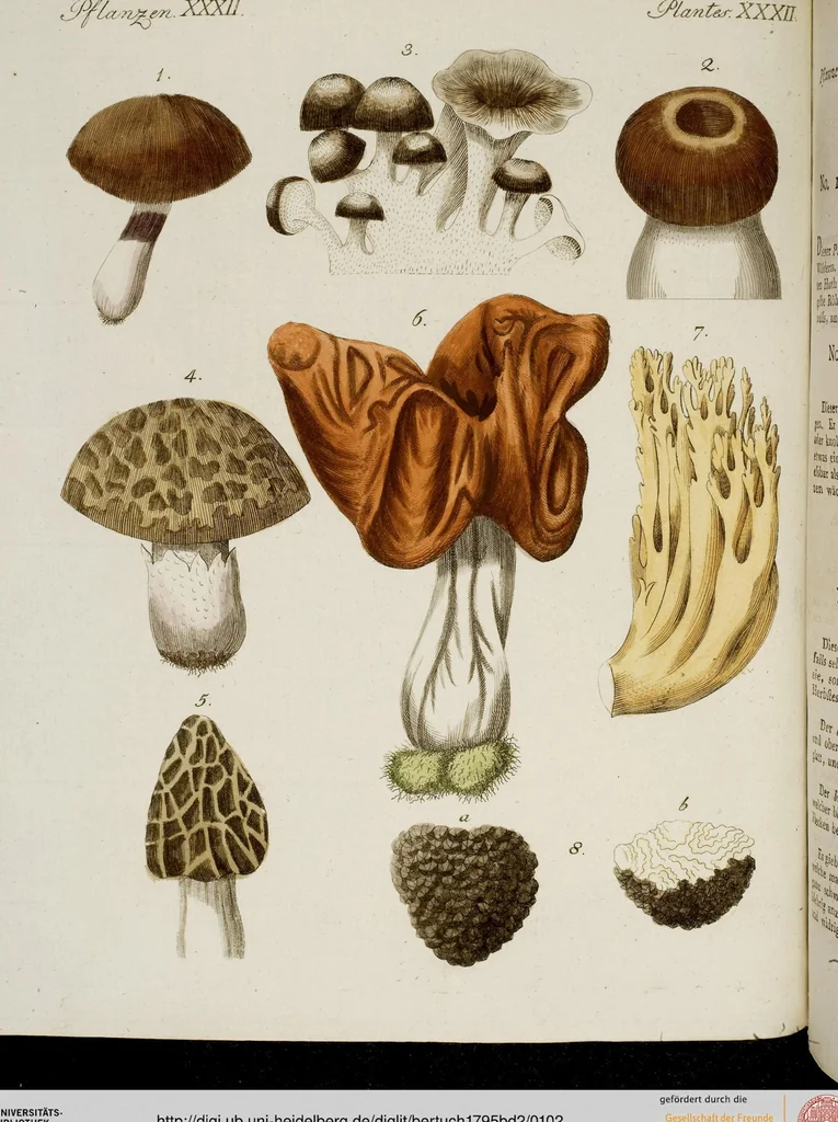 An illustration from (Band 2), 1795, leaf 102