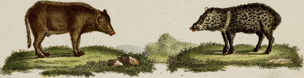 An illustration from (Band 2), 1795, leaf 108