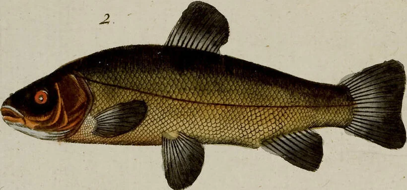 An illustration from (Band 2), 1795, leaf 111