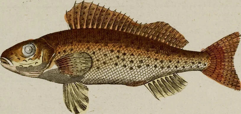 An illustration from (Band 2), 1795, leaf 111