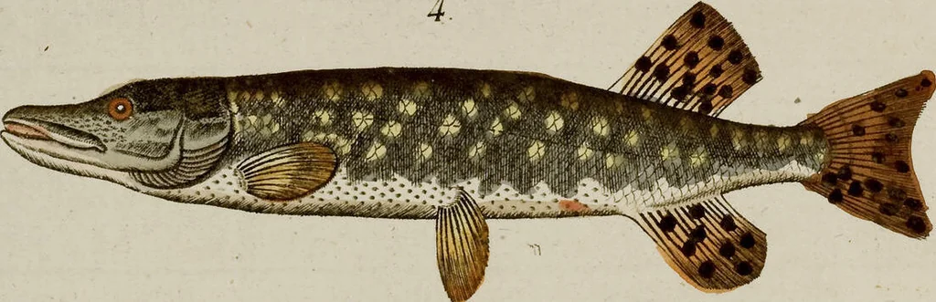 An illustration from (Band 2), 1795, leaf 111