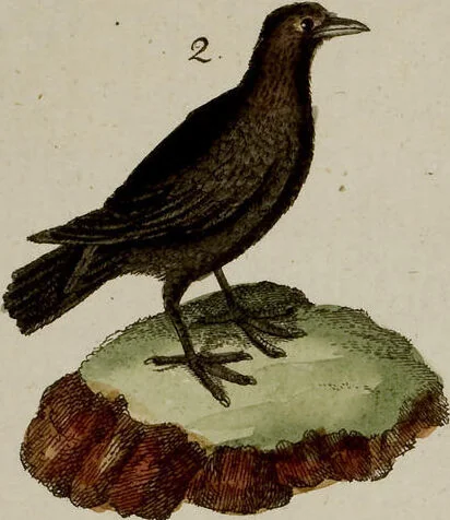 An illustration from (Band 2), 1795, leaf 114