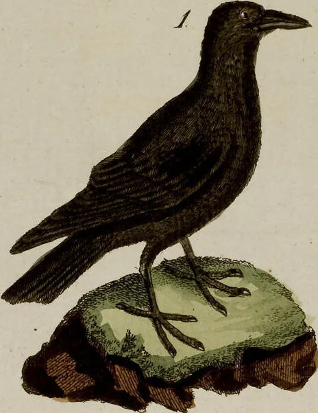 An illustration from (Band 2), 1795, leaf 114