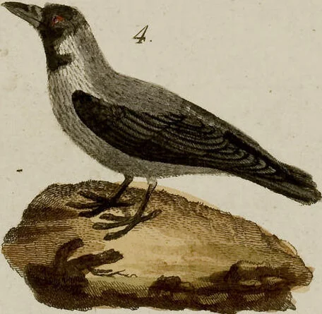 An illustration from (Band 2), 1795, leaf 114