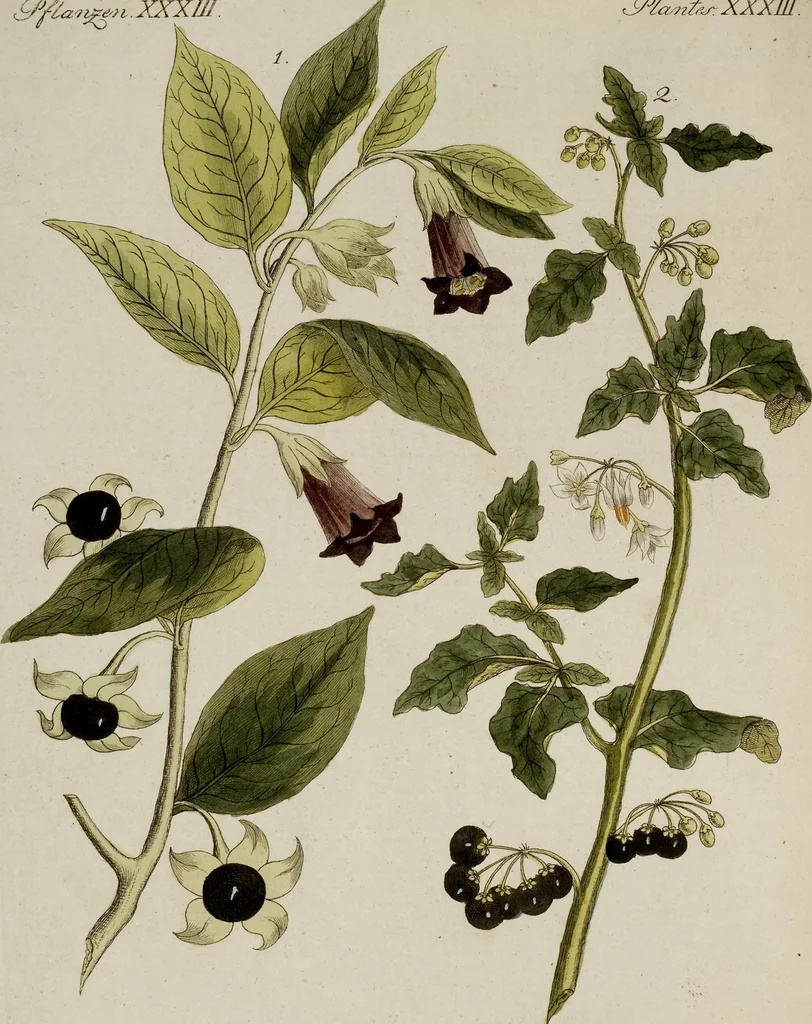 An illustration from (Band 2), 1795, leaf 117