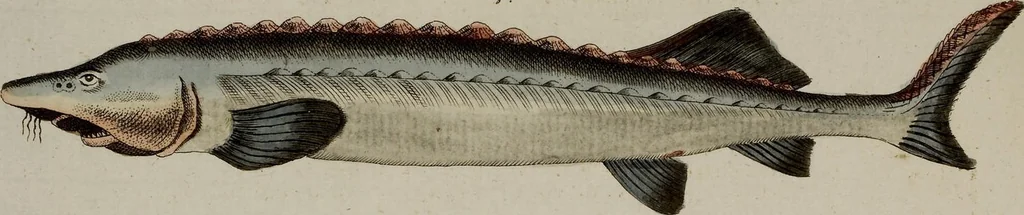 An illustration from (Band 2), 1795, leaf 12