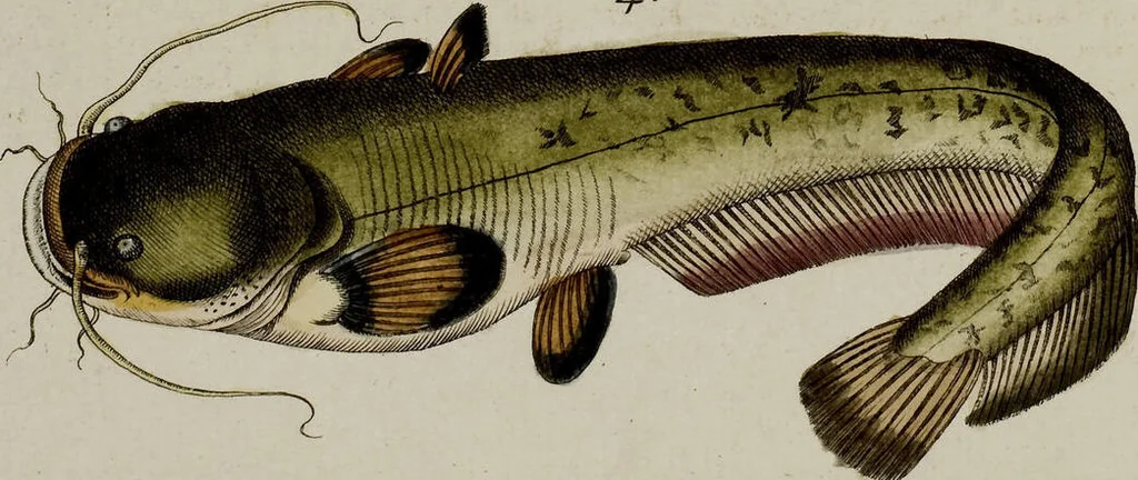 An illustration from (Band 2), 1795, leaf 12