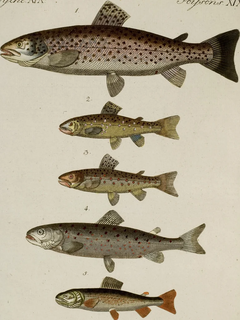 An illustration from (Band 2), 1795, leaf 123