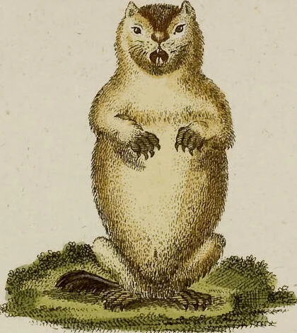 An illustration from (Band 2), 1795, leaf 126