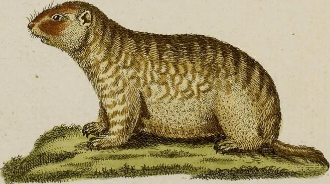 An illustration from (Band 2), 1795, leaf 126