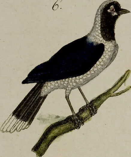 An illustration from (Band 2), 1795, leaf 132