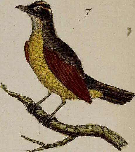 An illustration from (Band 2), 1795, leaf 132