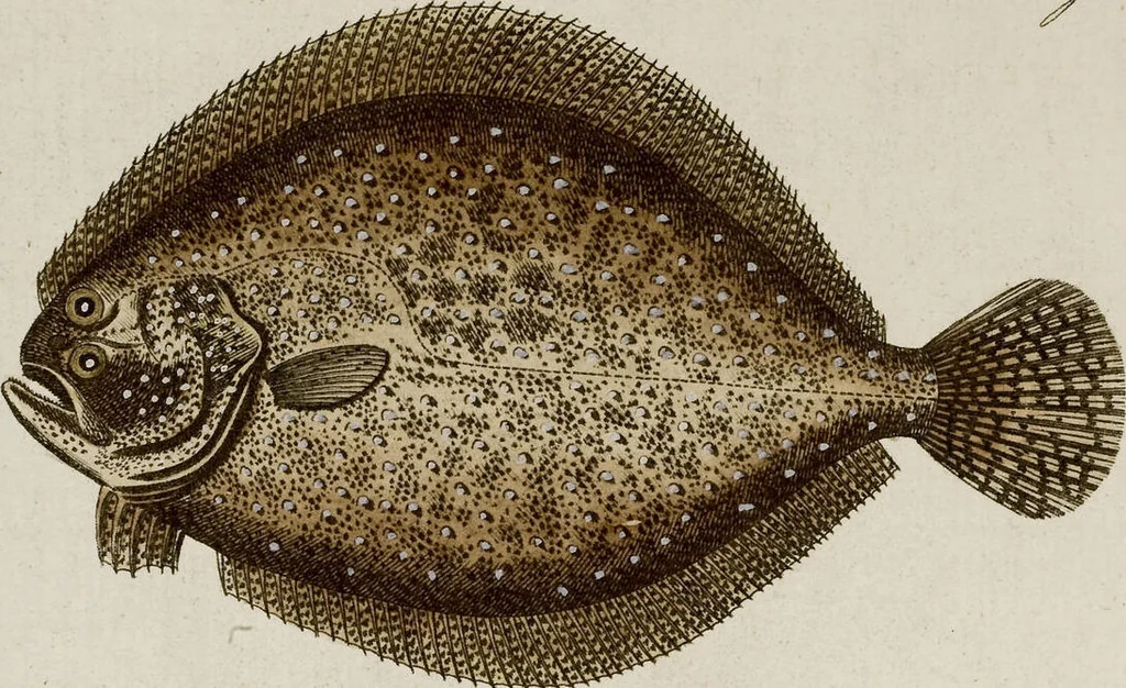 An illustration from (Band 2), 1795, leaf 138