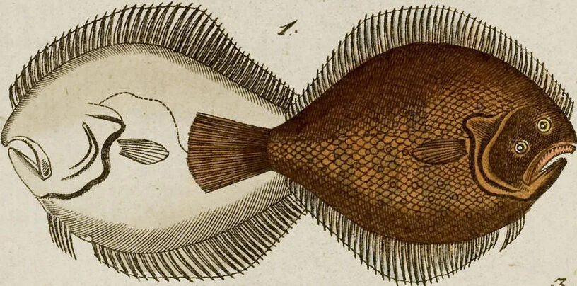 An illustration from (Band 2), 1795, leaf 138