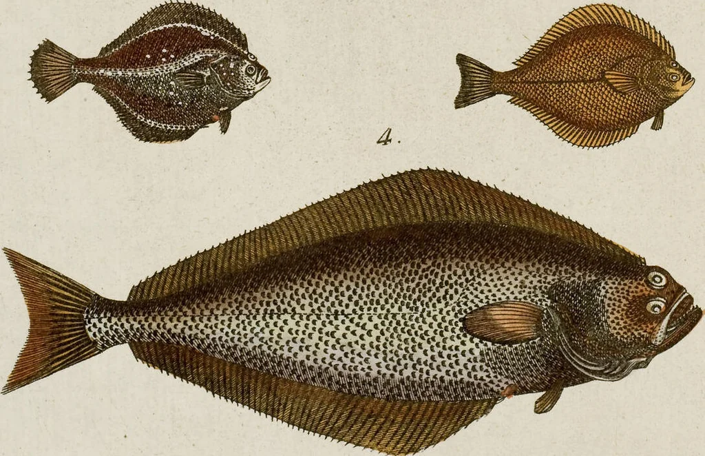 An illustration from (Band 2), 1795, leaf 138